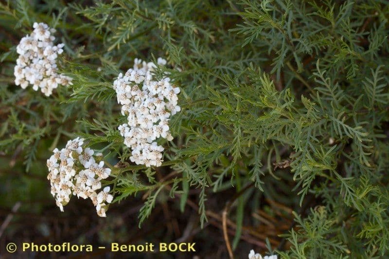 Chamomile-leaved Yarrow 15