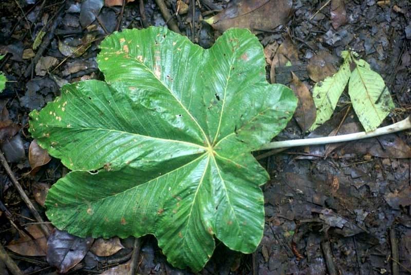 Cecropia 11