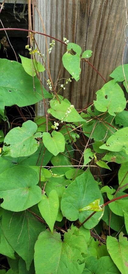 Fallopia scandens 6