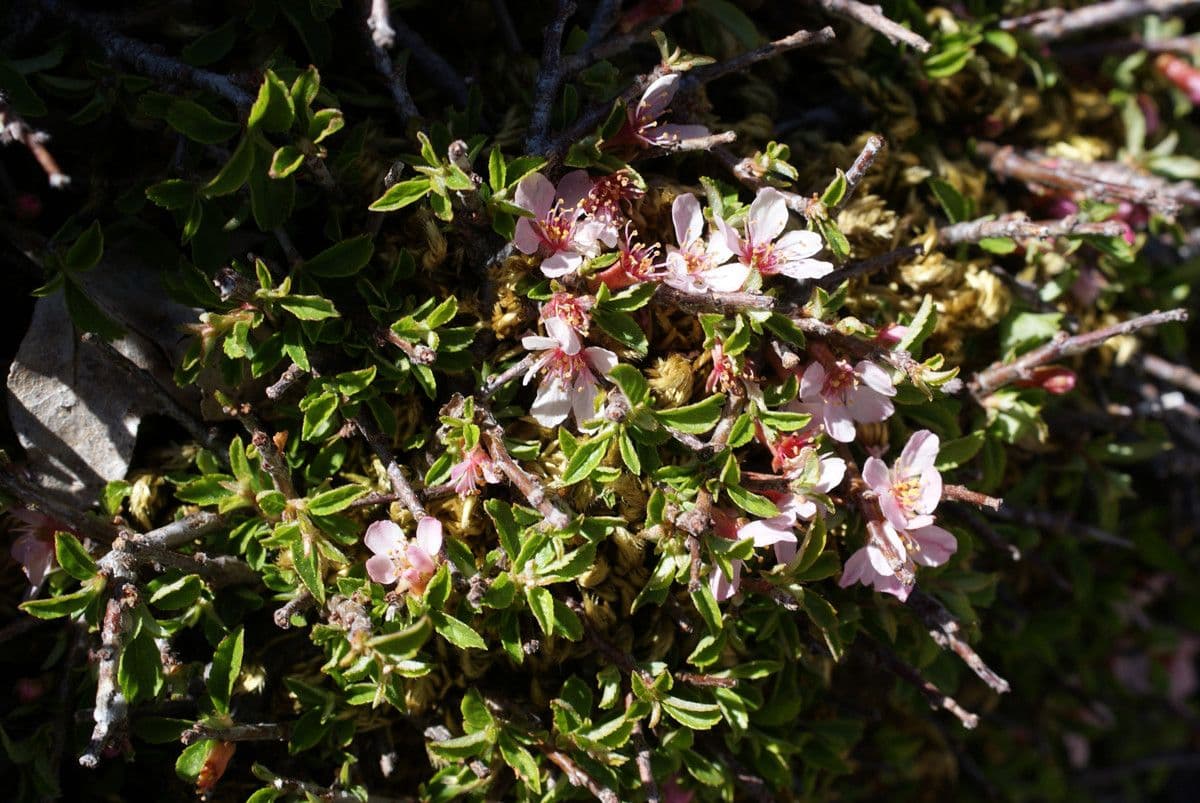 Cerisier 14