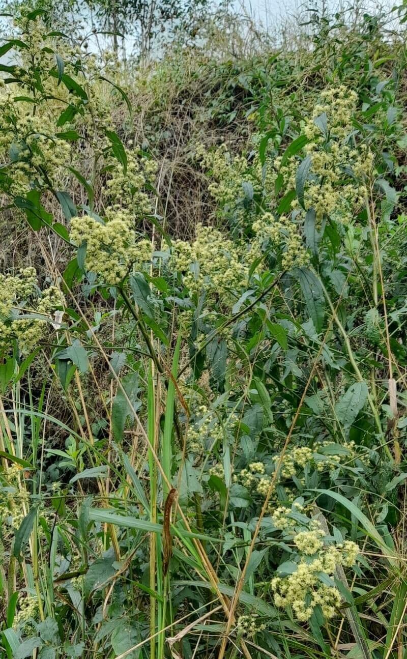 Baccharis 8
