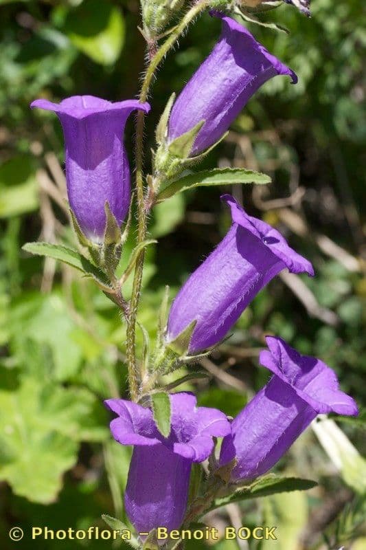 Canapetta 25