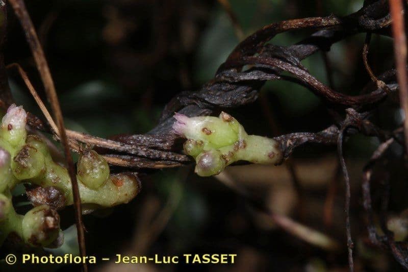 Cuscuta 8