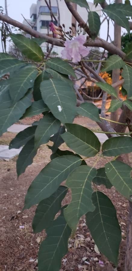 Tabebuia 17