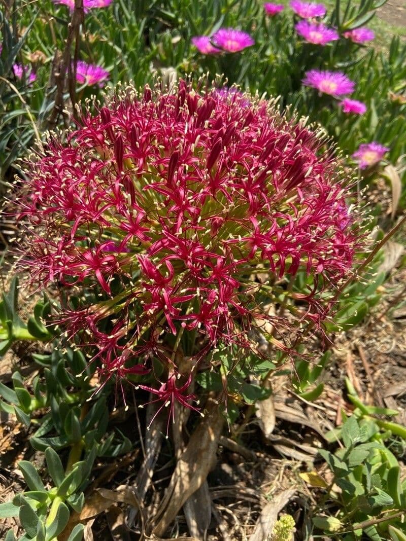 Ammocharis 5