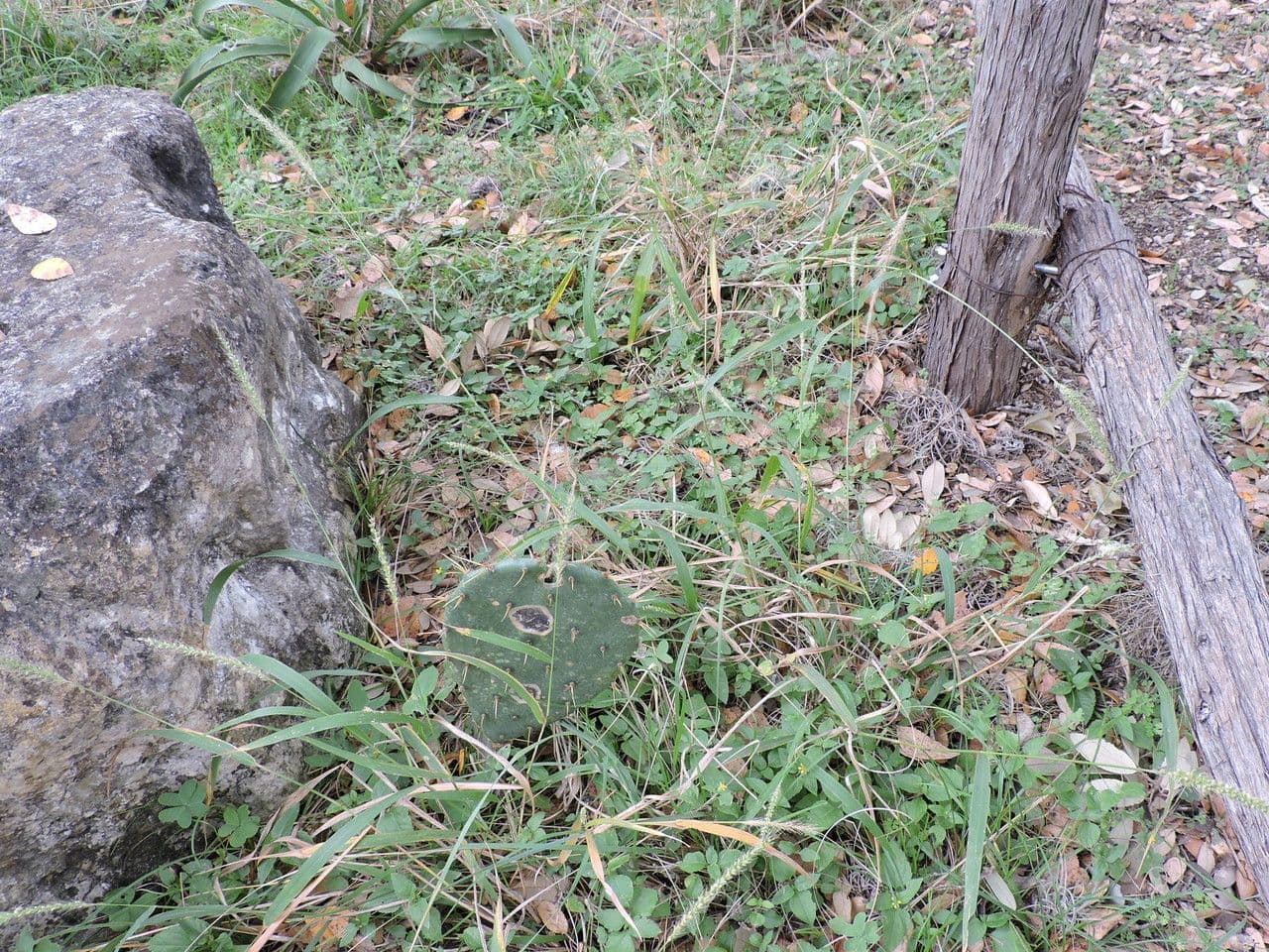 Setaria 3