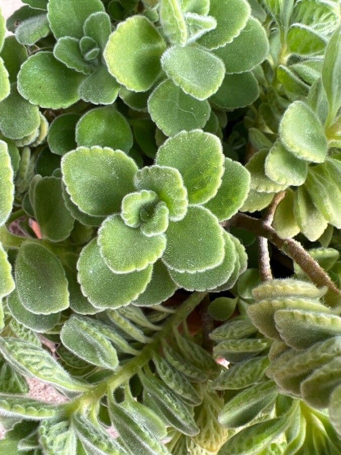 Plectranthus 12