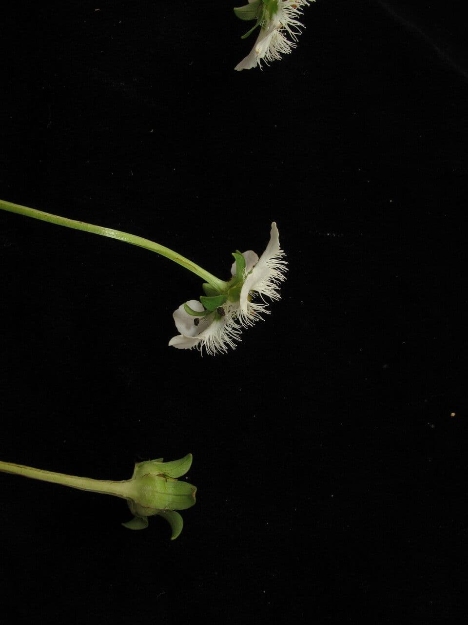 Parnassia 10