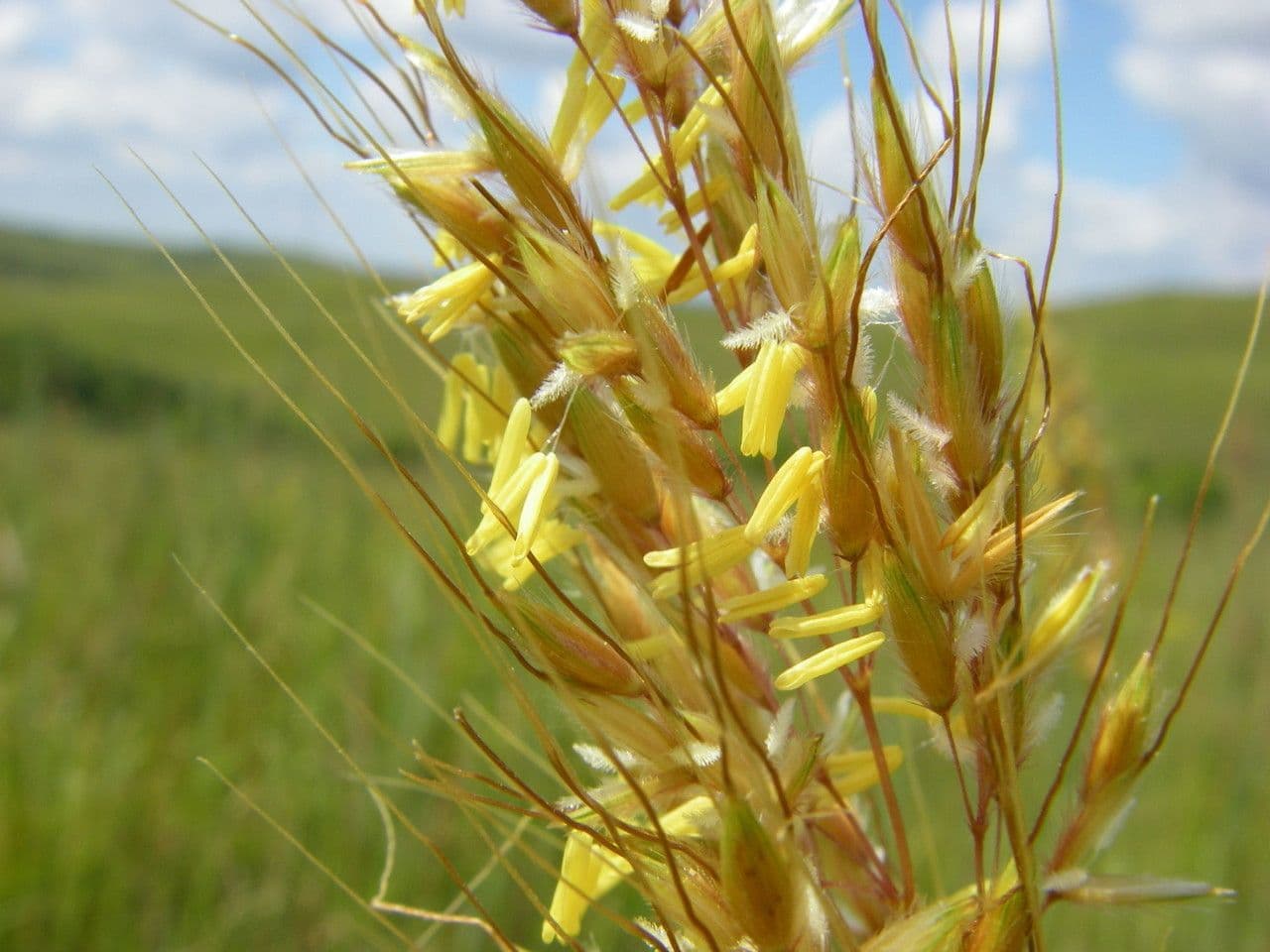 Sorghastrum nutans 8