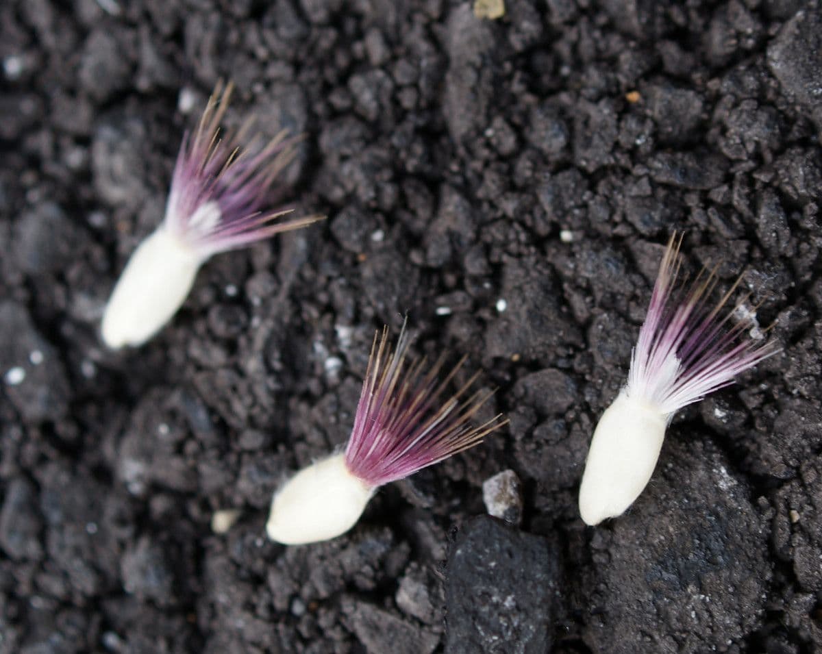Centaurea