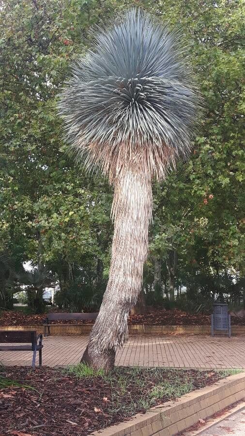 Yucca rostrata 8
