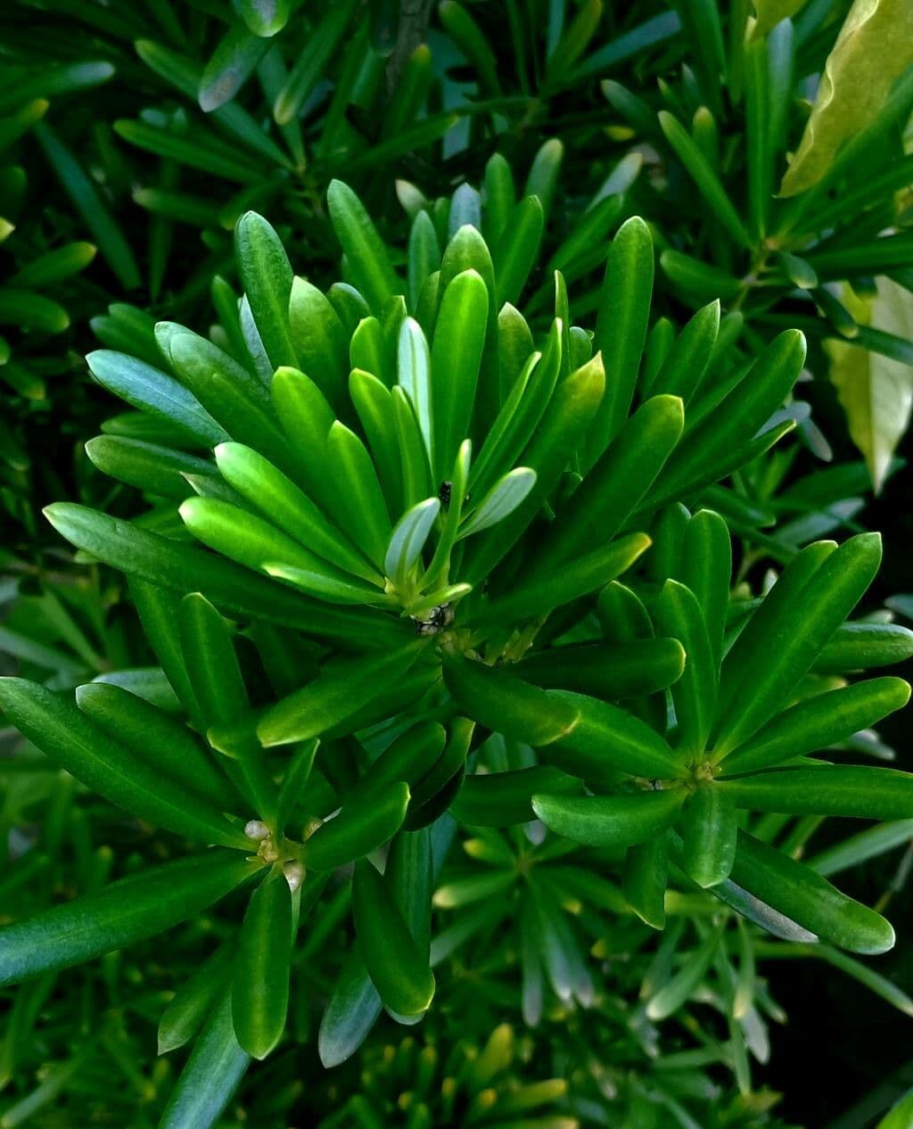 Podocarpus macrophyllus 19