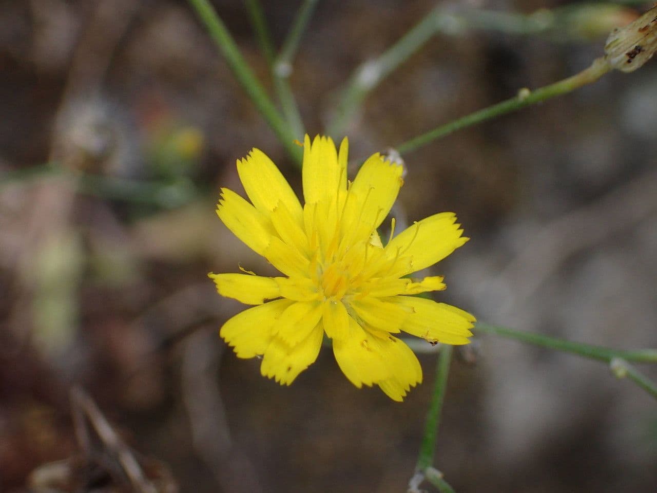 Tolpis laciniata 4