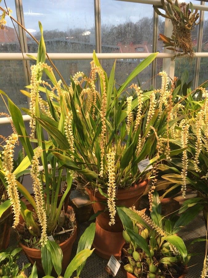 Dendrochilum 8