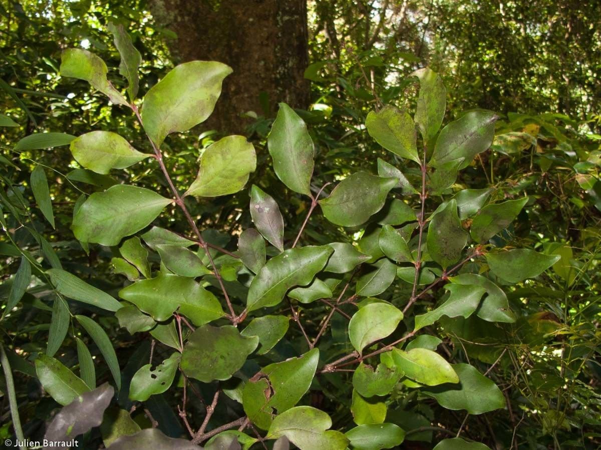 Eugenia 10