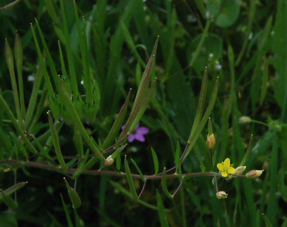 Tropidocarpum 10