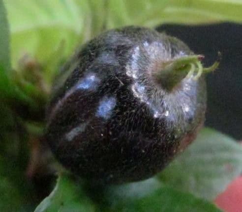 Chomelia 5