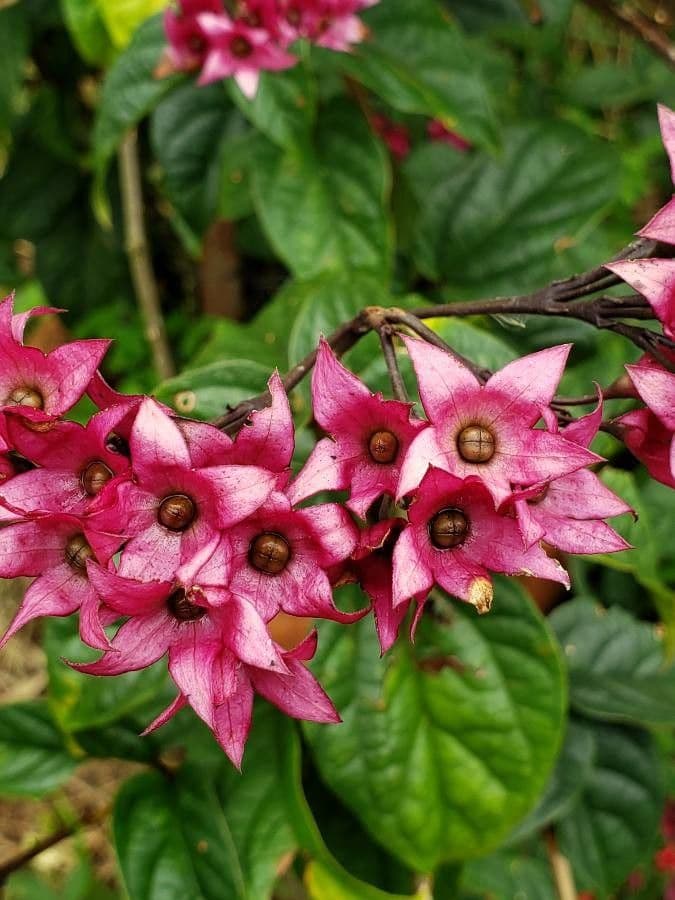 Cestrum elegante 9