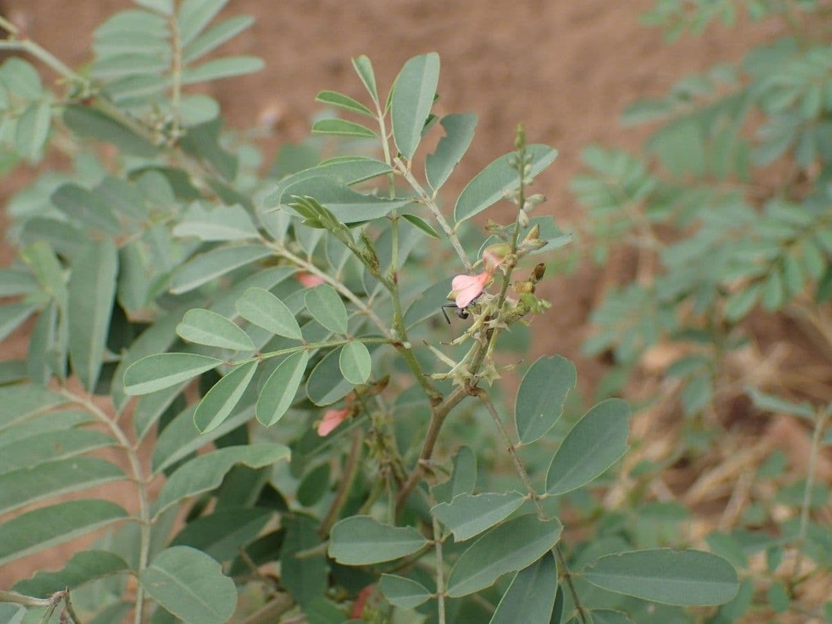 Indigofera 25