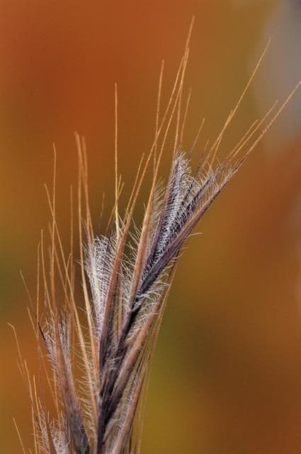 Vulpia ciliata