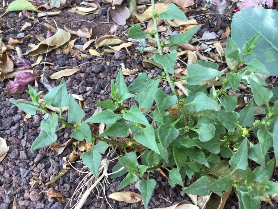 Patellifolia 13