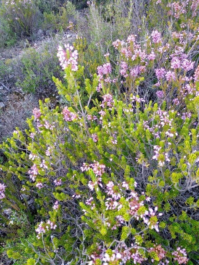 Erica multiflora 11