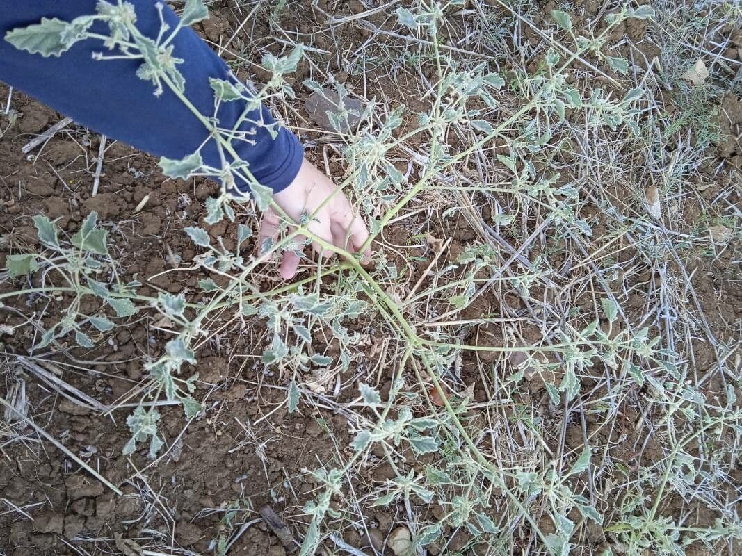 Chrozofora 13