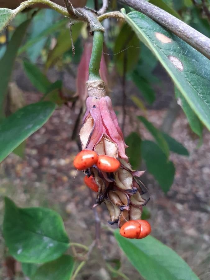 Magnolia
