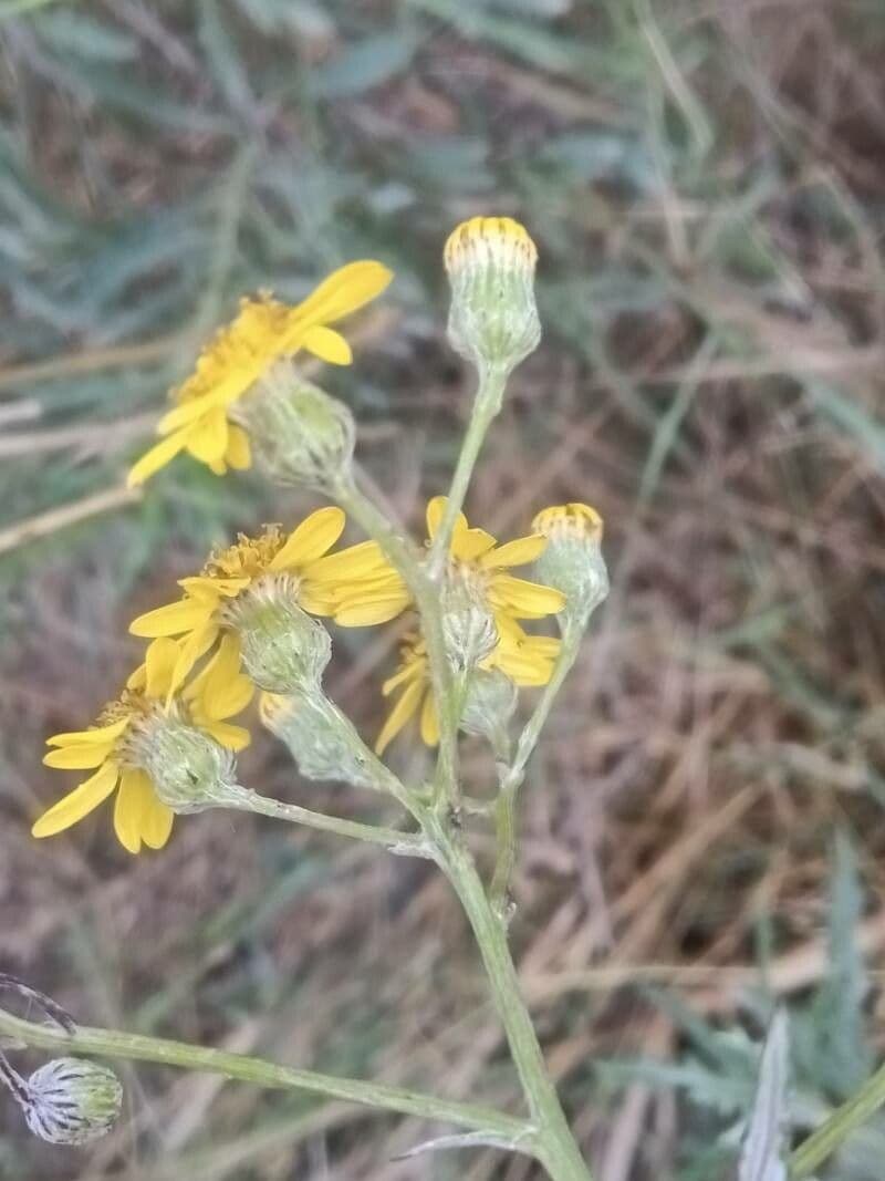 Senecio pterophorus 7