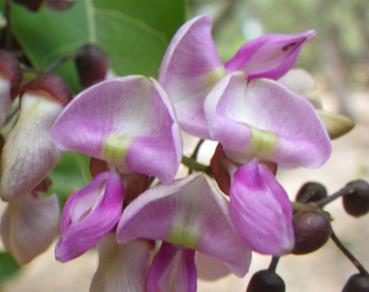 Pongamia 10