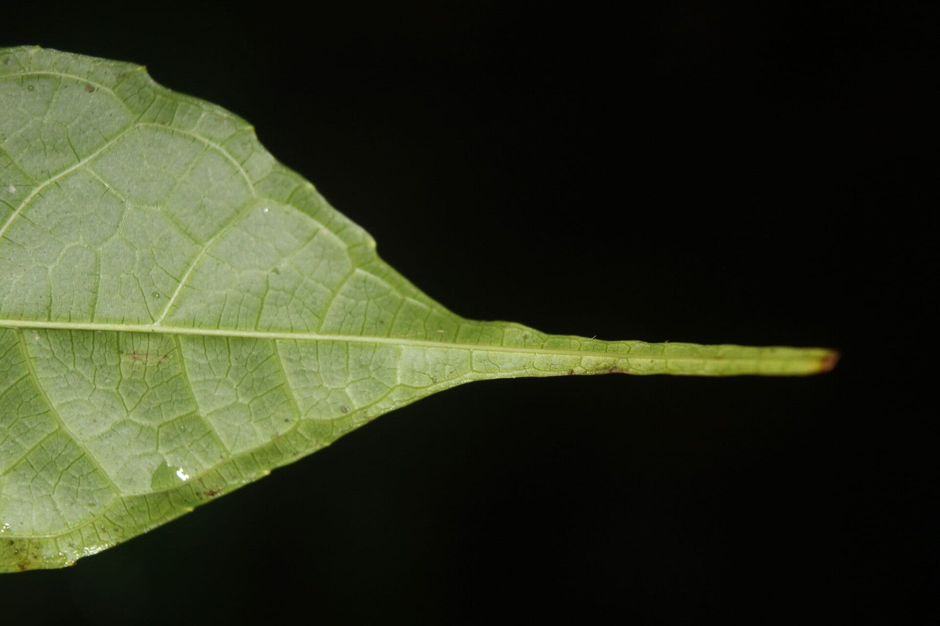 Sorocea 12