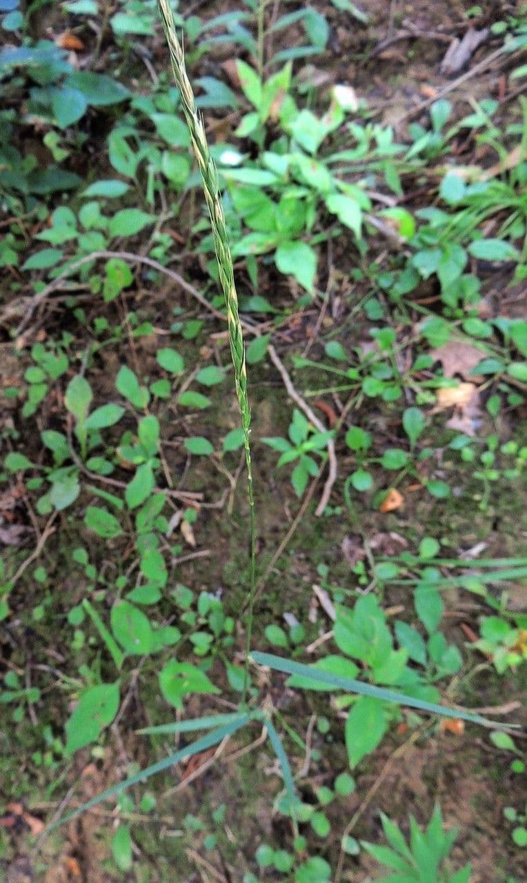 Elimo violaceo 2