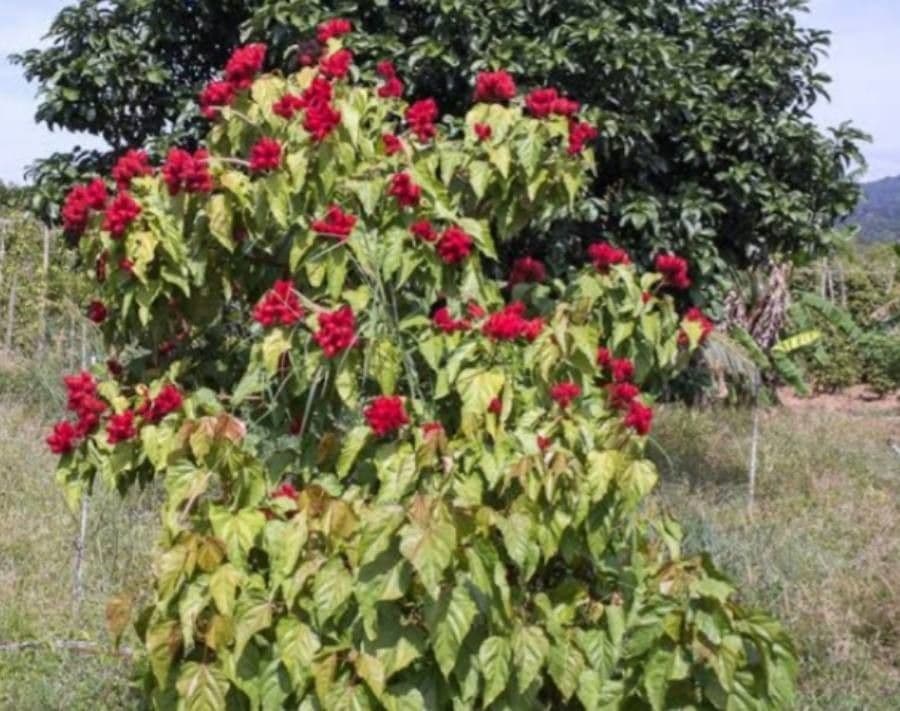 Achiote 9