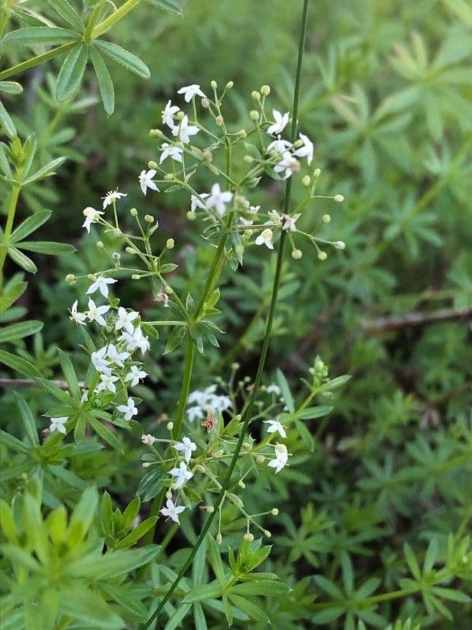 Caglio bianco 7