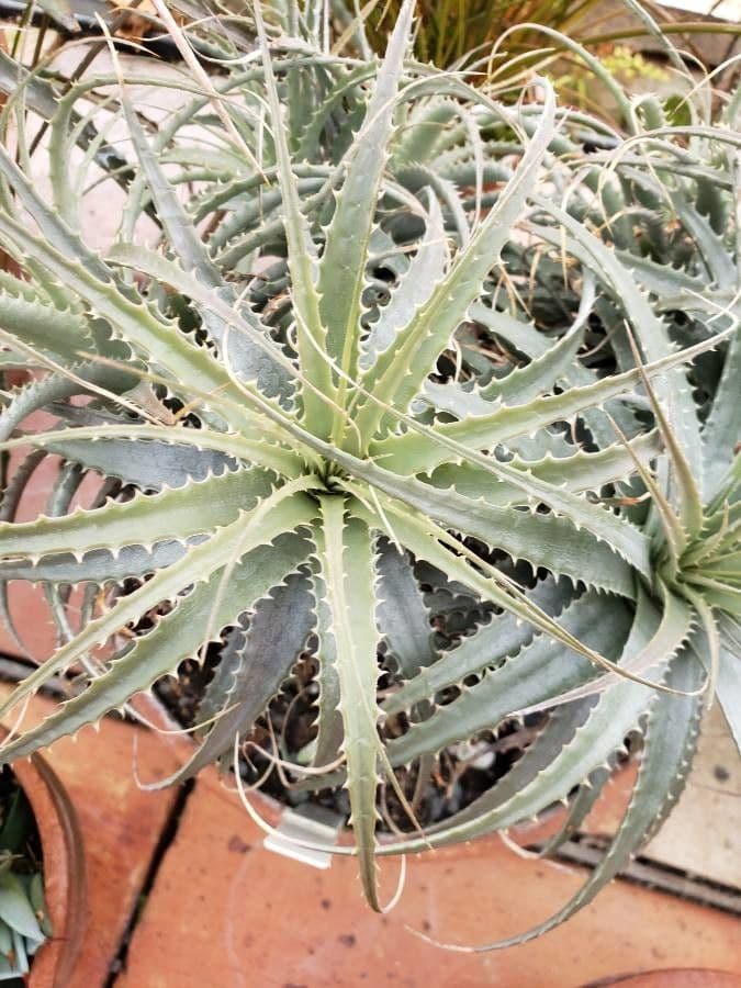 Deuterocohnia 12