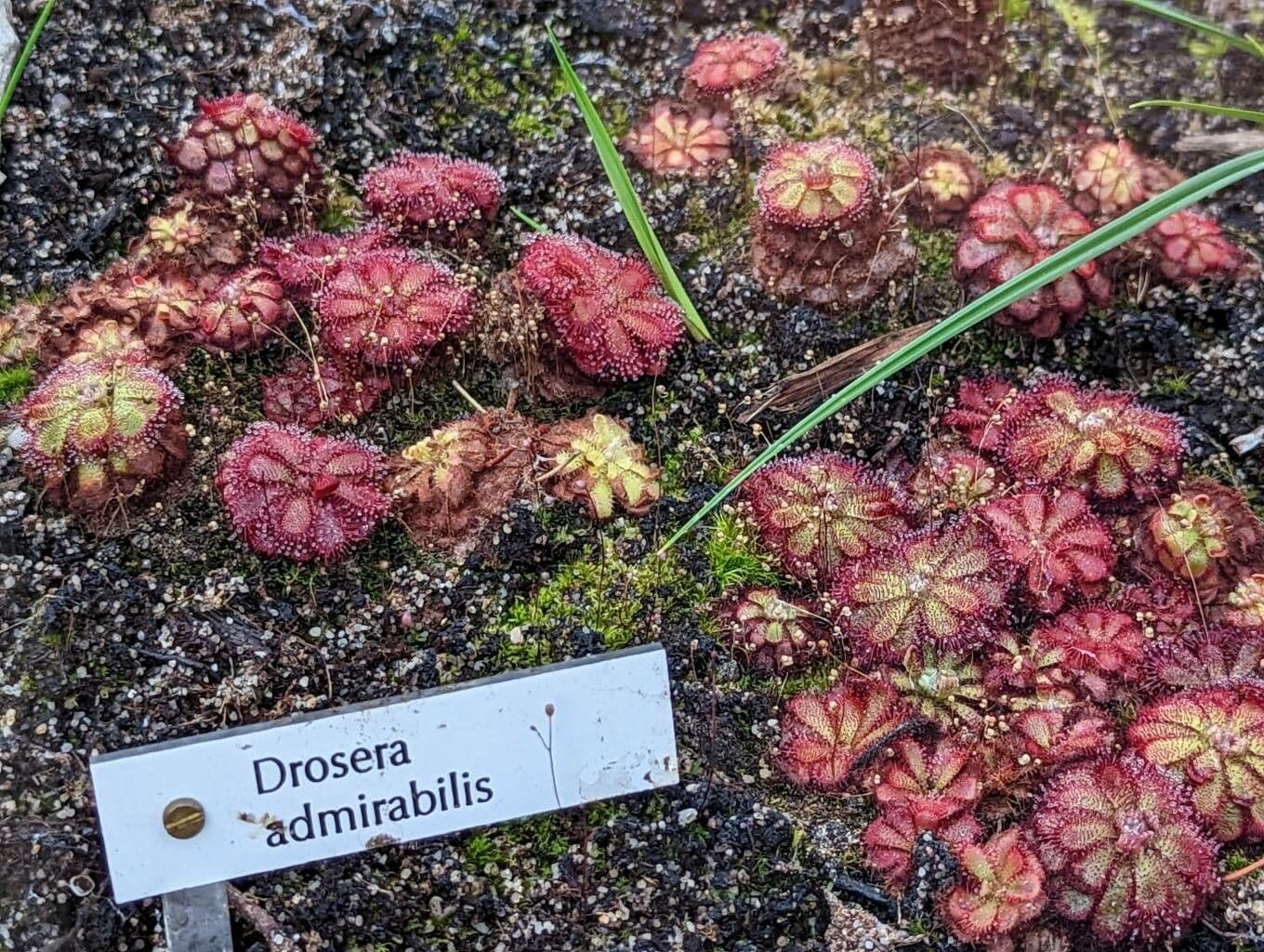 Drosera 2