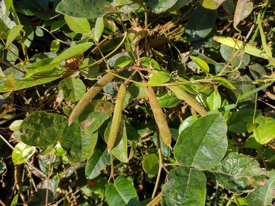Kennedia rubicunda