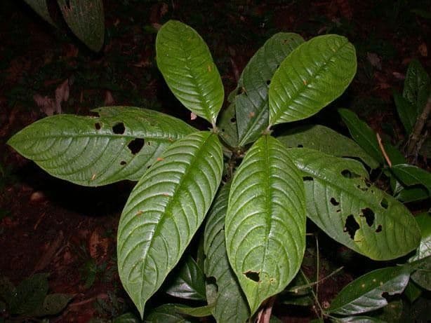 Palicourea 11
