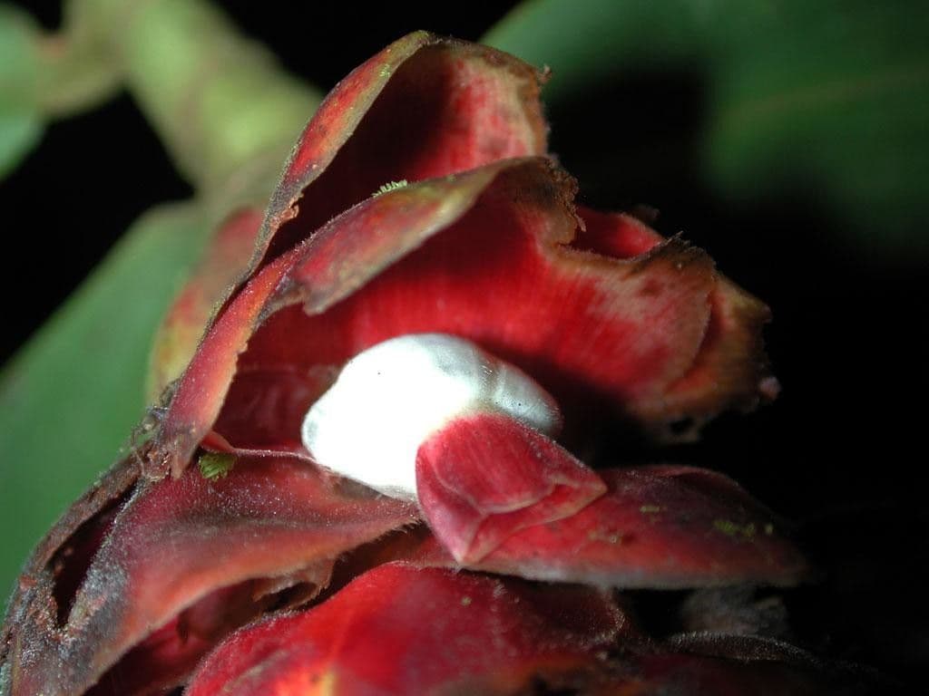 Costus scabro 3