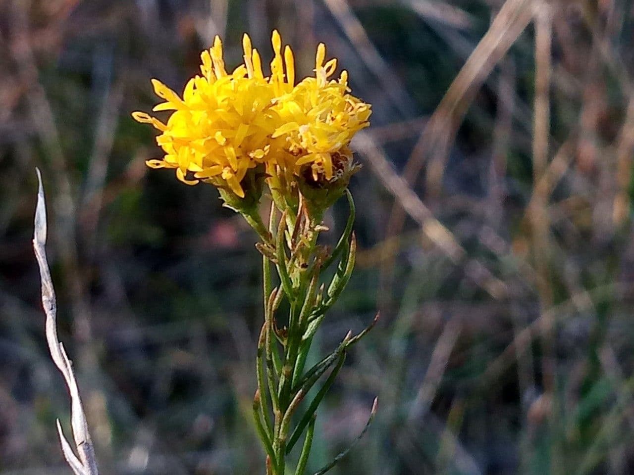 Astrička linosiris 8