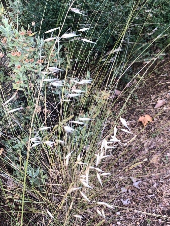 Stipa parviflora 6