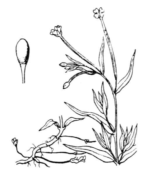 Sumpf-Weidenröschen 24