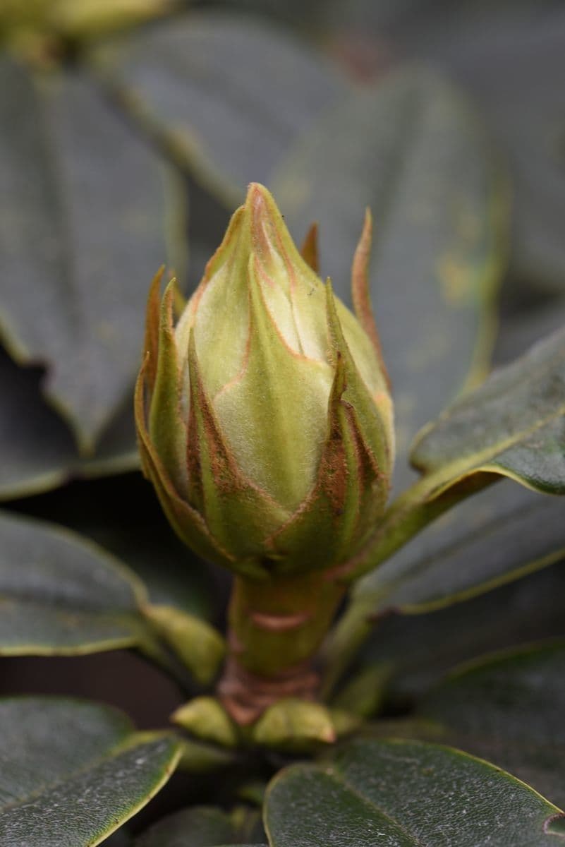Rododendro 18