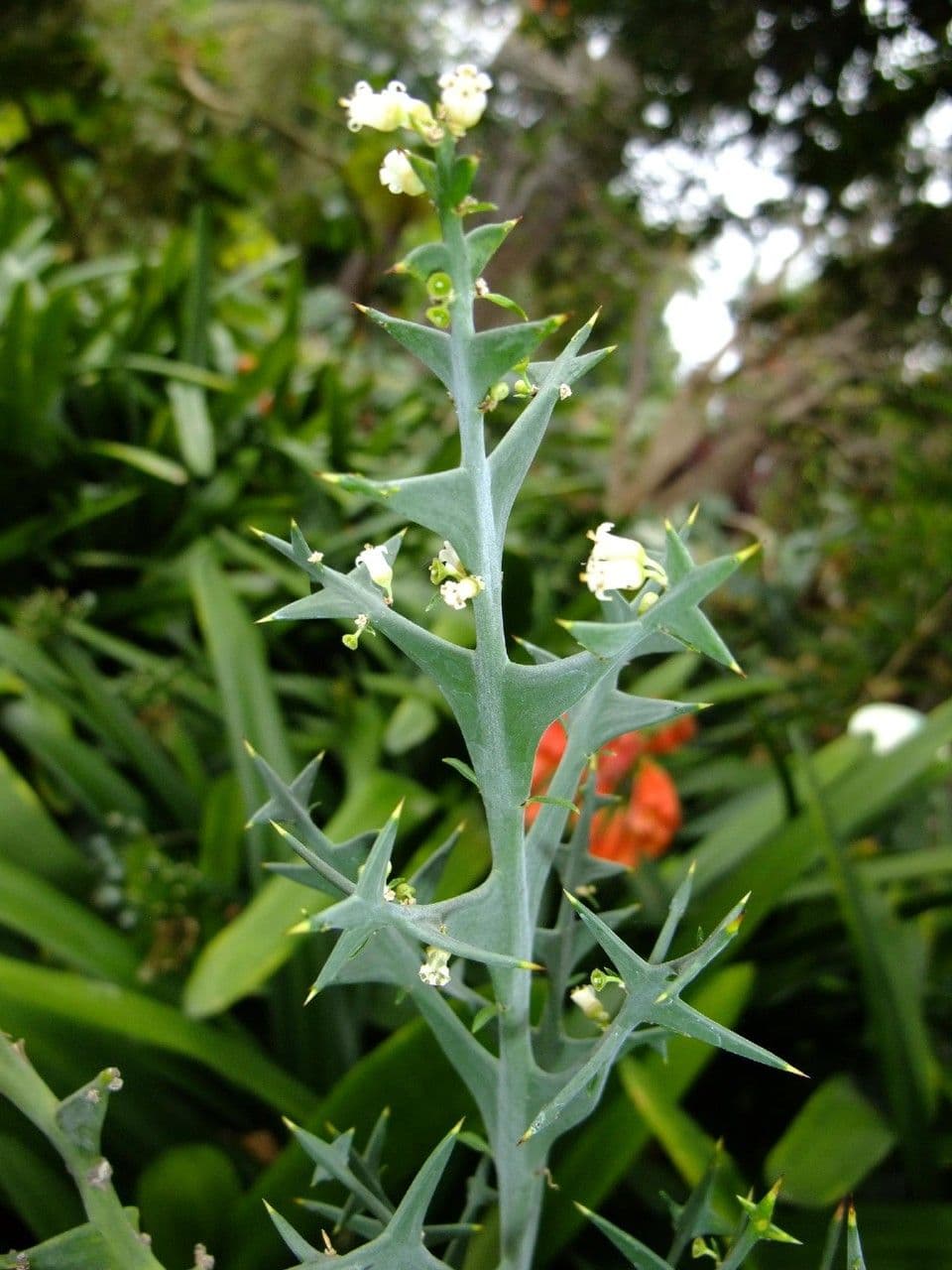 Colletia 11