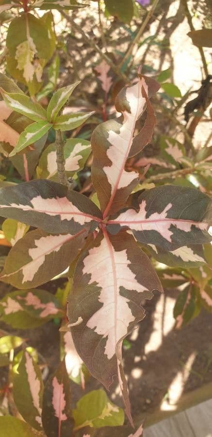 Graptophyllum pictum 15