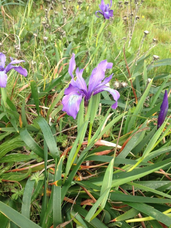 Iris di Douglas 13
