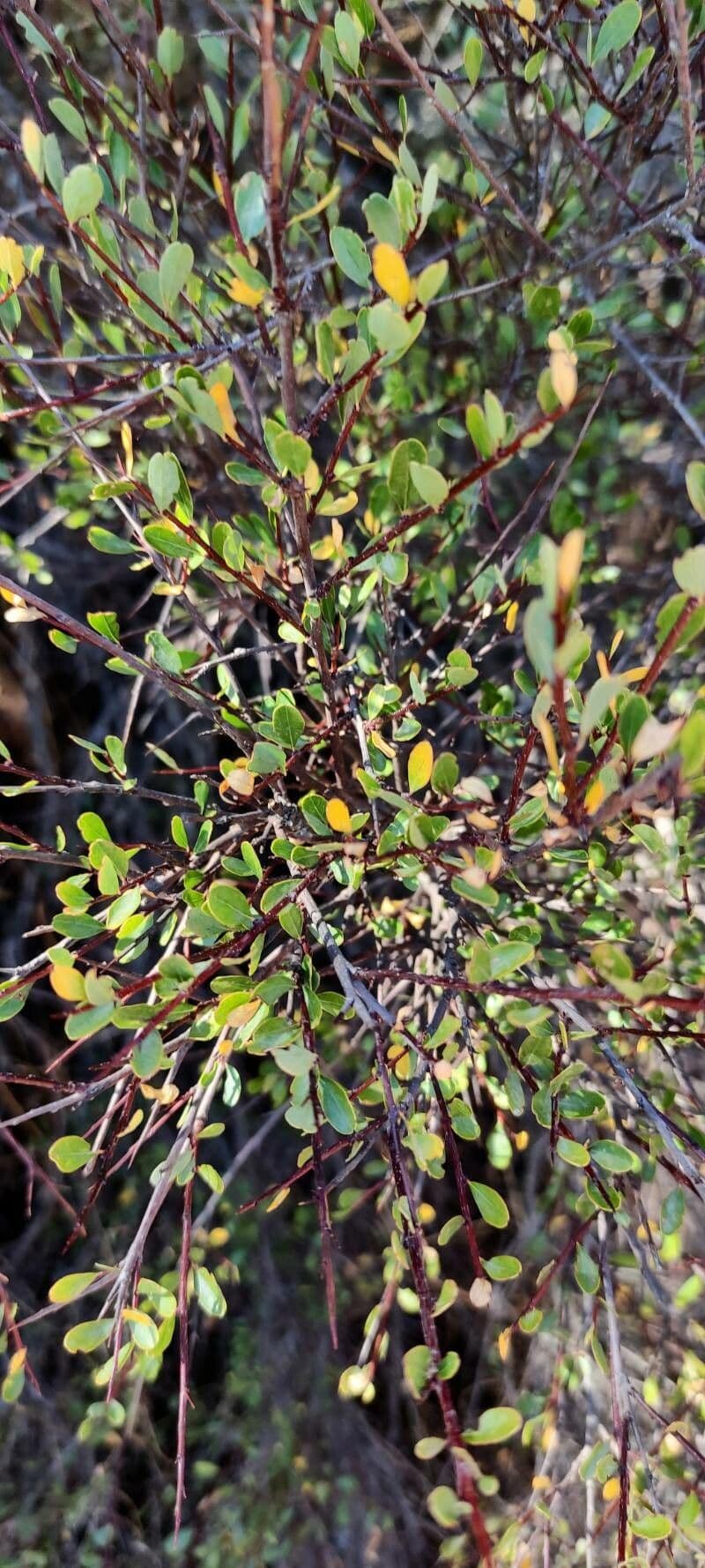 Flueggea tinctoria 15