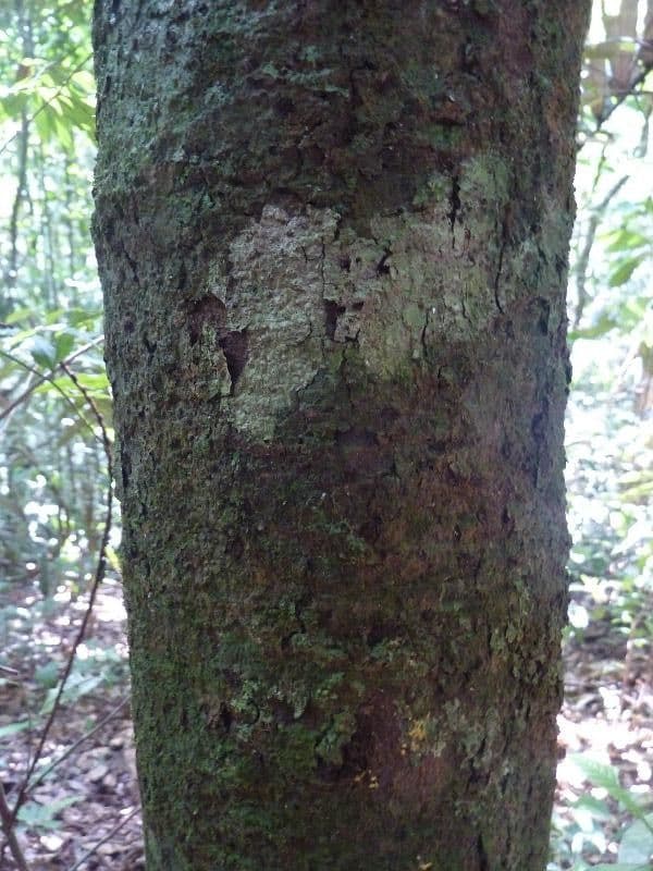 Bentham-Garcinia 8