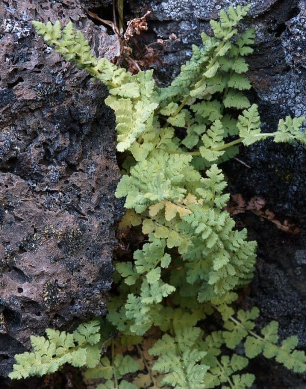 Felce delle scogliere dell'Oregon 5
