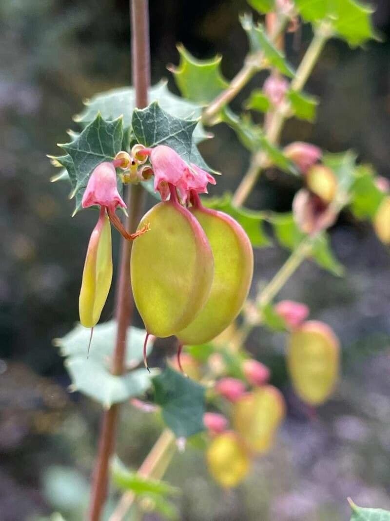 Stechlose Bossiea